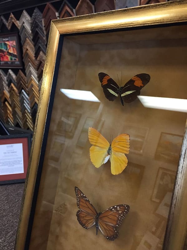 framed butterflies